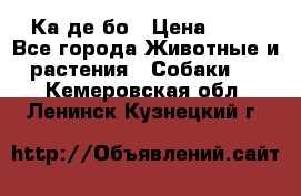 Ка де бо › Цена ­ 25 - Все города Животные и растения » Собаки   . Кемеровская обл.,Ленинск-Кузнецкий г.